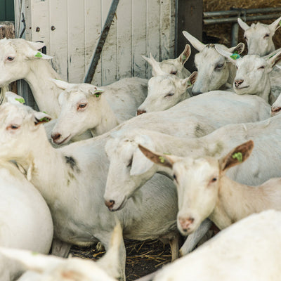 How many liters of milk does a goat produce per day?