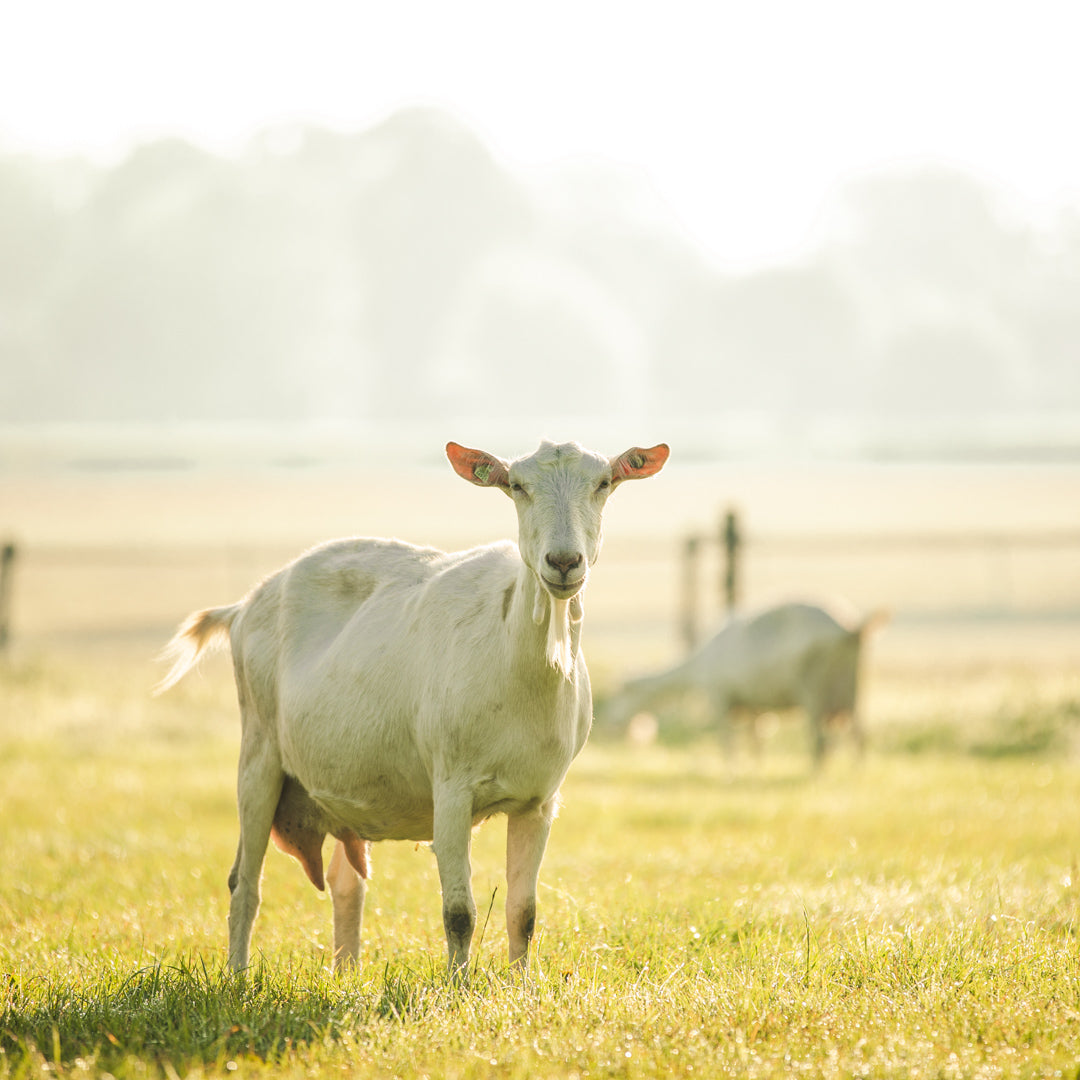 Wat is Arachidonzuur?