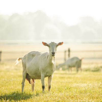 What is Arachidonic acid?