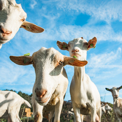 Hole milk of skimmed milk in follow-on formula?