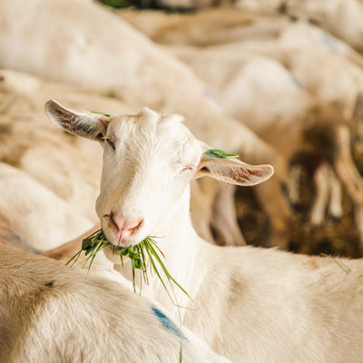 Parent talk: Blog 3 - combining breast milk and follow-on formula