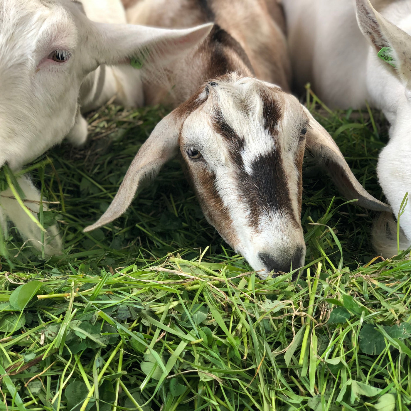 Waarom we Biologisch altijd met een grote letter schrijven