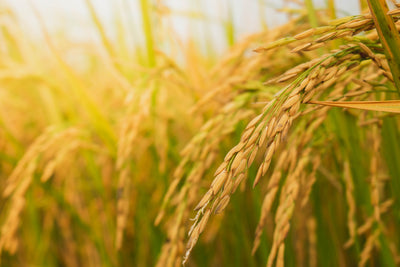 What is the difference between baby porridge made with rice flour and rice starch? 
